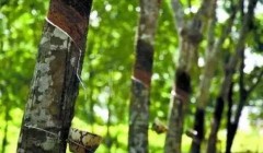 天然橡膠價格將上漲？3月天然橡膠能否擺脫頹勢？
