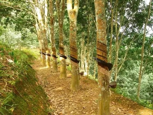 橡膠制品都有啥？常見分類及用途廣闊的橡膠