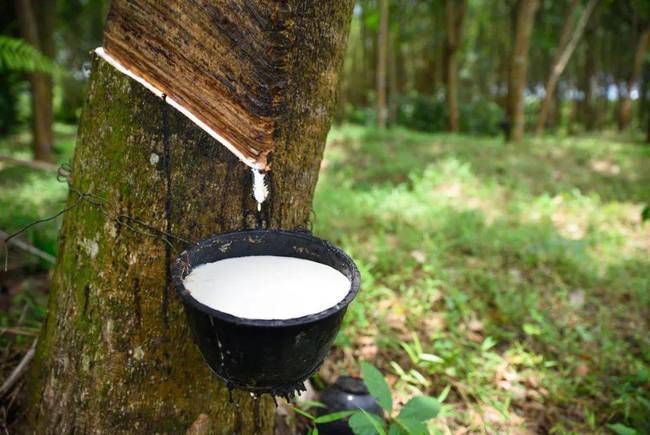 農(nóng)業(yè)經(jīng)濟報告：泰國2023年橡膠產(chǎn)量將增長
