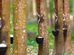 柬埔寨大型橡膠加工廠，奠基！